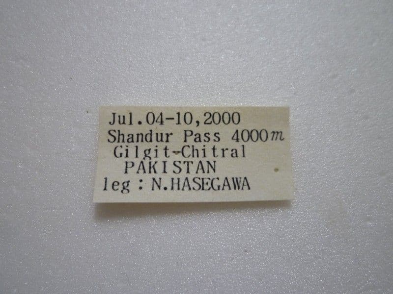 【外国産蝶標本】チャールトンウスバ♂/パキスタン.シャンドール峠産/71mm