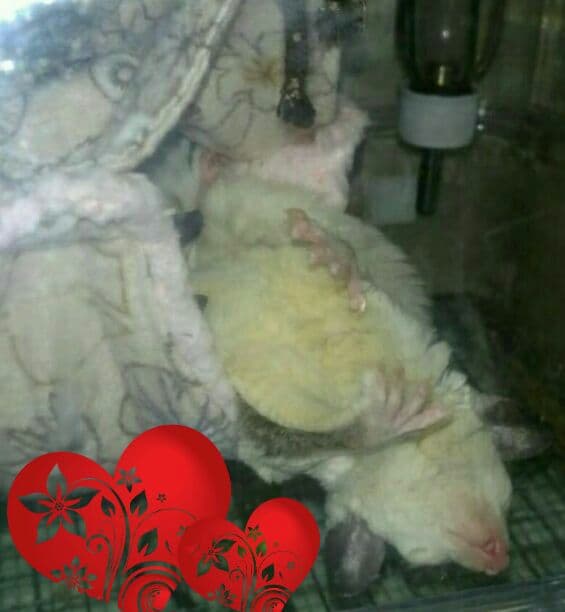 モモンガハウス(カントリー)  ボア モスグリーン  2050円