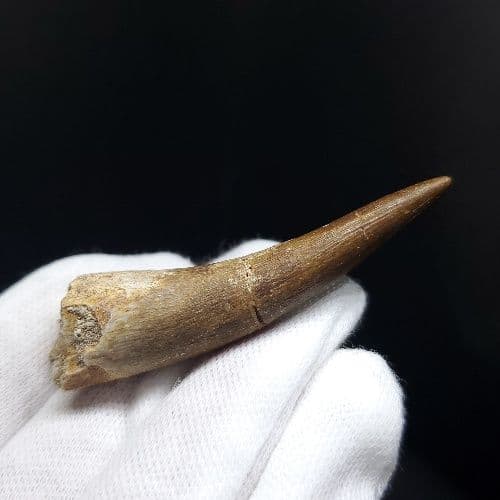 プレシオサウルス 化石 歯 本物 モロッコ産 54.84mm pr69