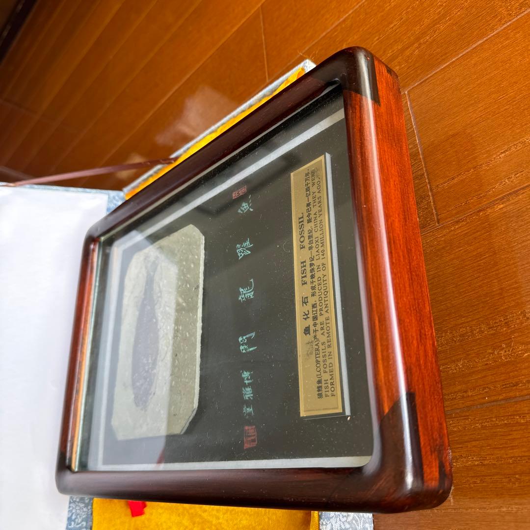 額装　魚の化石（Lophocephalus）約4千万年前 中国産