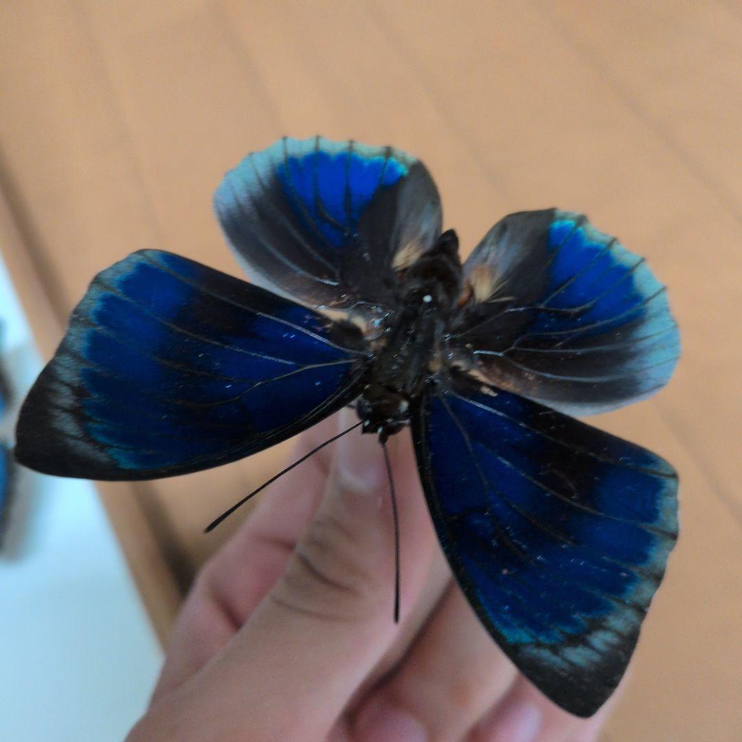 蝶標本 昆虫標本 外国産蝶標本　スチュアルティミイロタテハ　アグリアス