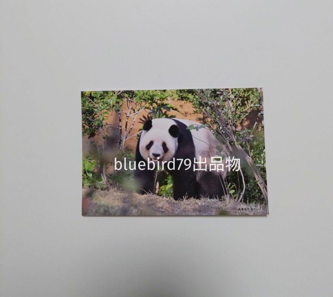 レイレイ ポストカード 上野松坂屋 毎日パンダ 上野動物園 シャオシャオ