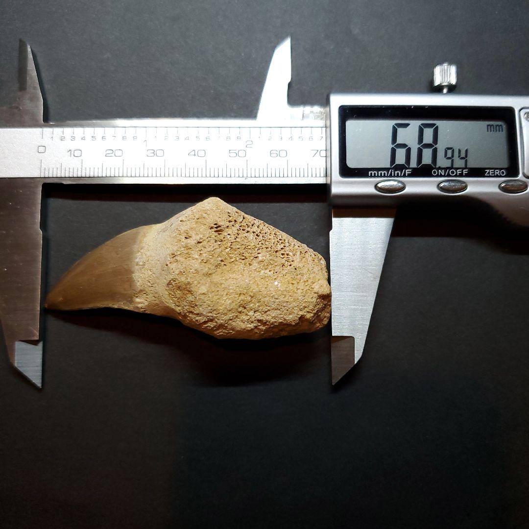 歯根付き モササウルス 化石 歯 本物 モロッコ産 68.94mm mos88