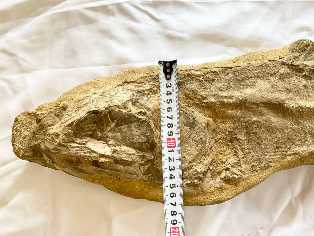 ブラジル産　魚の化石　重さ6.1kg 長さ64.2cm 幅17.5cm ③
