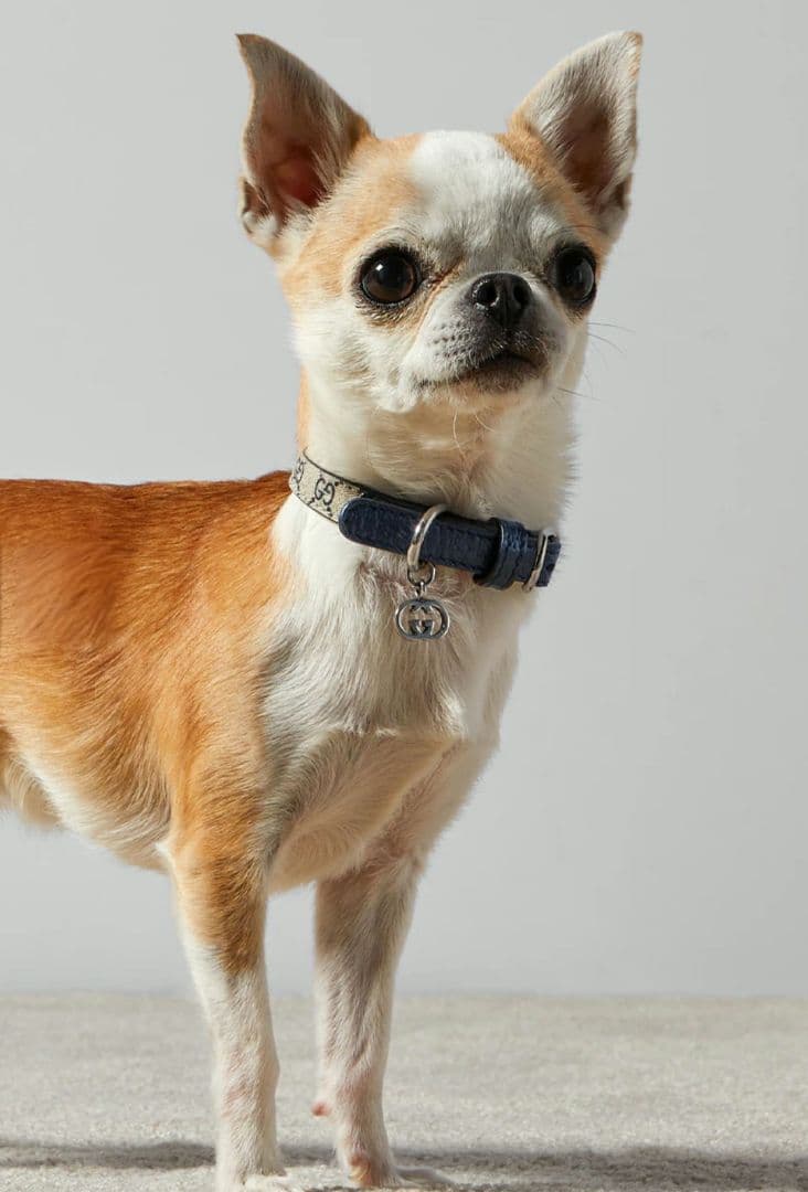 【未使用】GUCCI ワンちゃん 猫ちゃん用 首輪(カラー) XXS