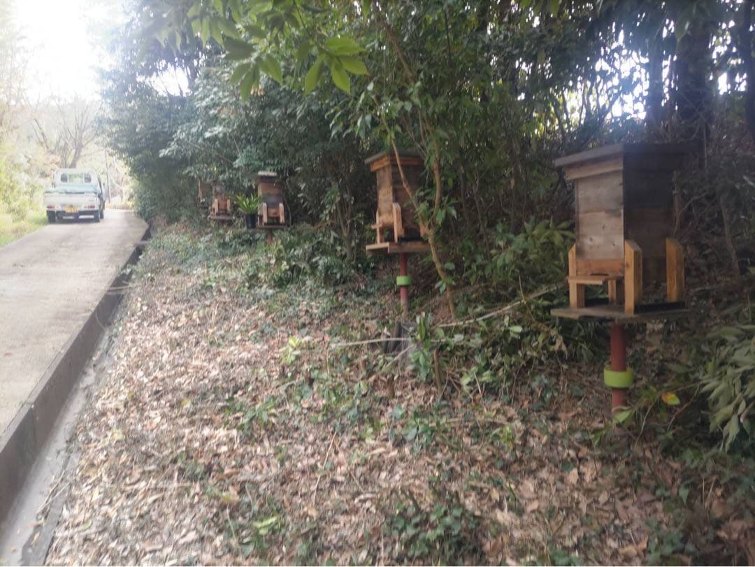 日本蜜蜂　高床式巣箱