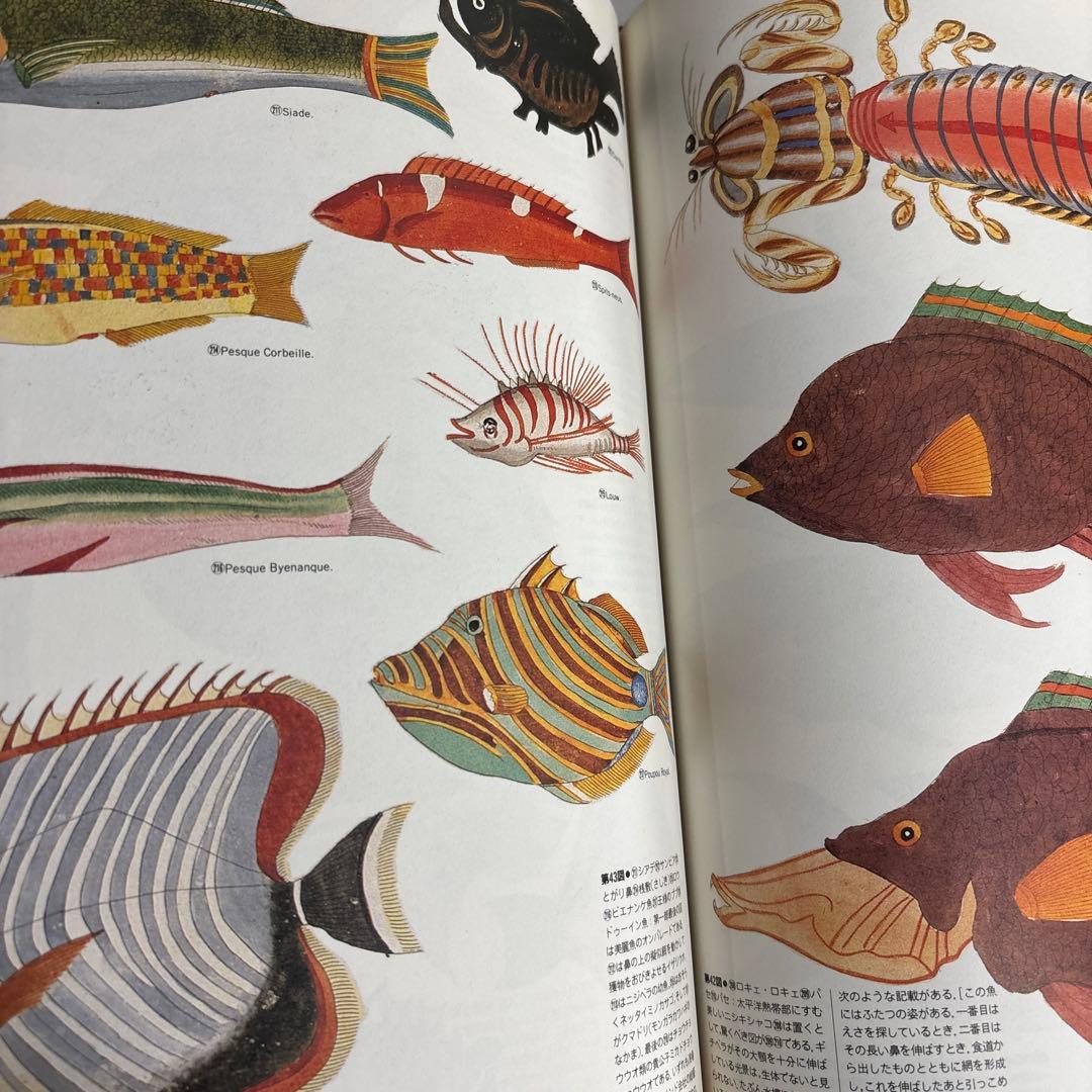 「ファンタスティック12」 全12巻セット 荒俣宏