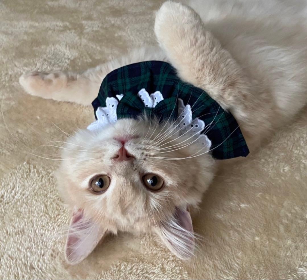 フレアスタイ(ラブリーいちご柄) Ｎｏ．206-680