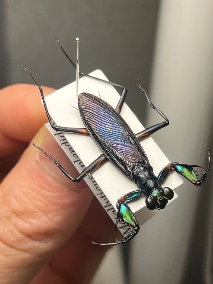 【標本】ケンランカマキリ スパイダーマンティスレッドローチショウジョウバエ