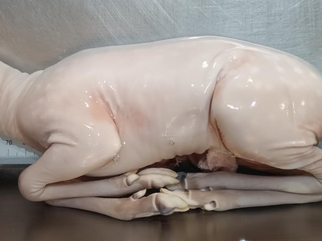 【学術標本】種名ニホンジカ　胎児エタノール浸漬標本（♀）　頭胴長約２４５ｍｍ