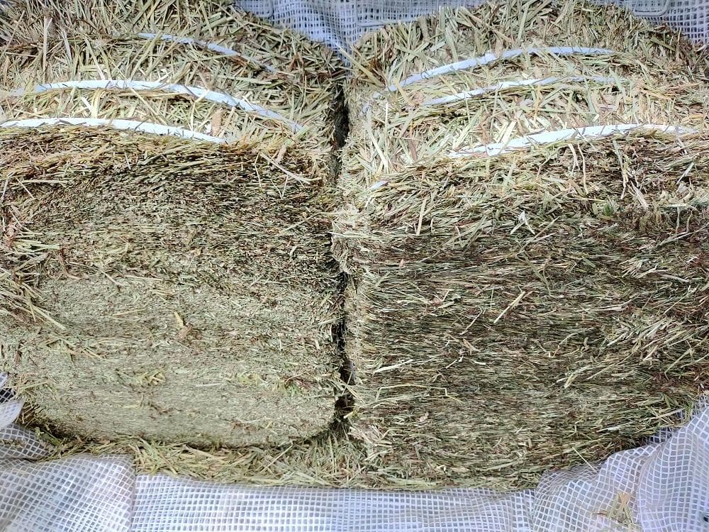 【6/15まで】 カナダ産 チモシー 50kg スーパープレミアム １番刈り