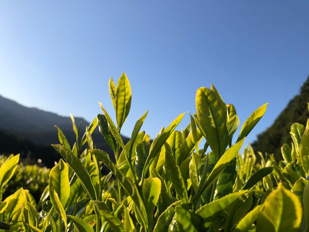 BTS 無農薬栽培の粉末緑茶　100g×10個 健康長寿の川根茶