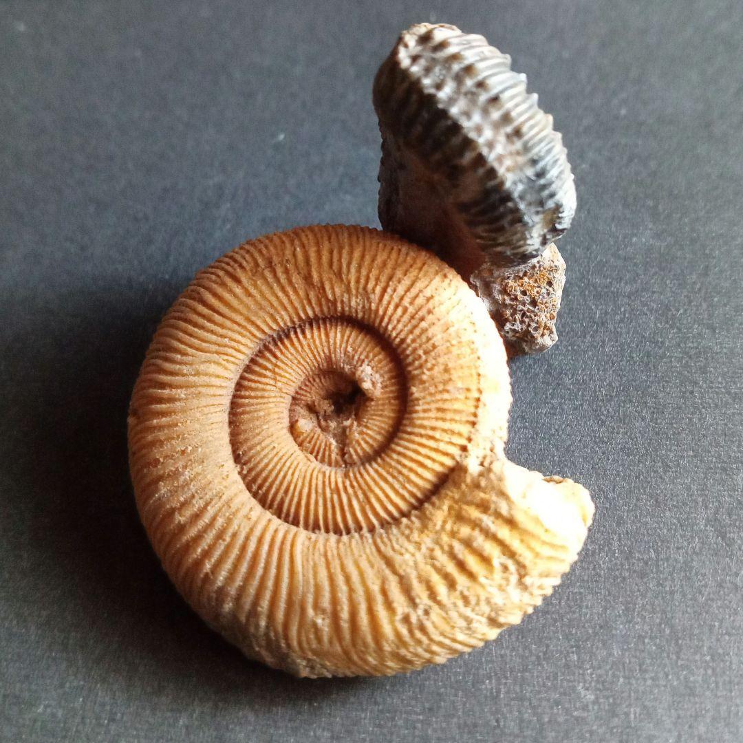 ドイツ産　ジュラ紀　アンモナイト　２点