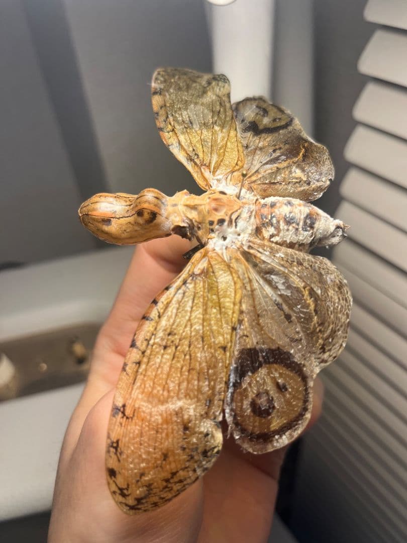 【65mm】オオテングビワハゴロモ 外国産蝶標本 標本 蝶 蛾 ヤママユ