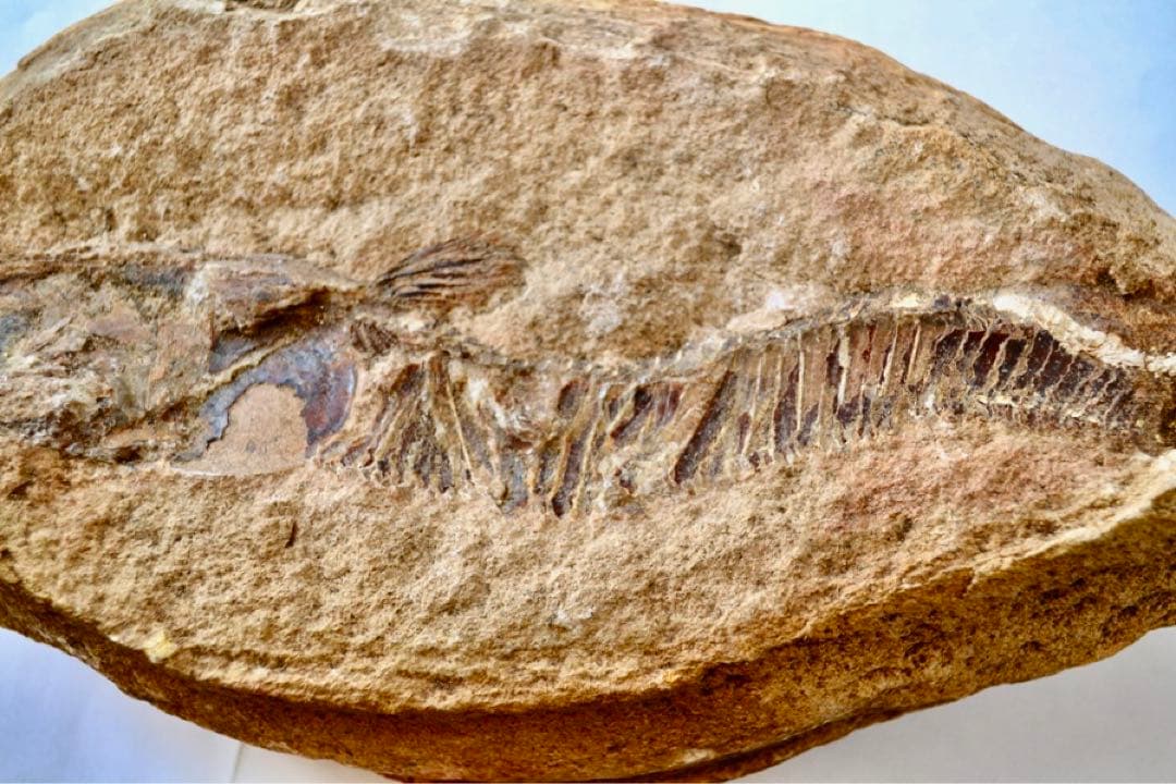 ブラジル・セアラ州産、一億数千万年前の獰猛な絶滅古代魚、ヴィンクティフェルの化石