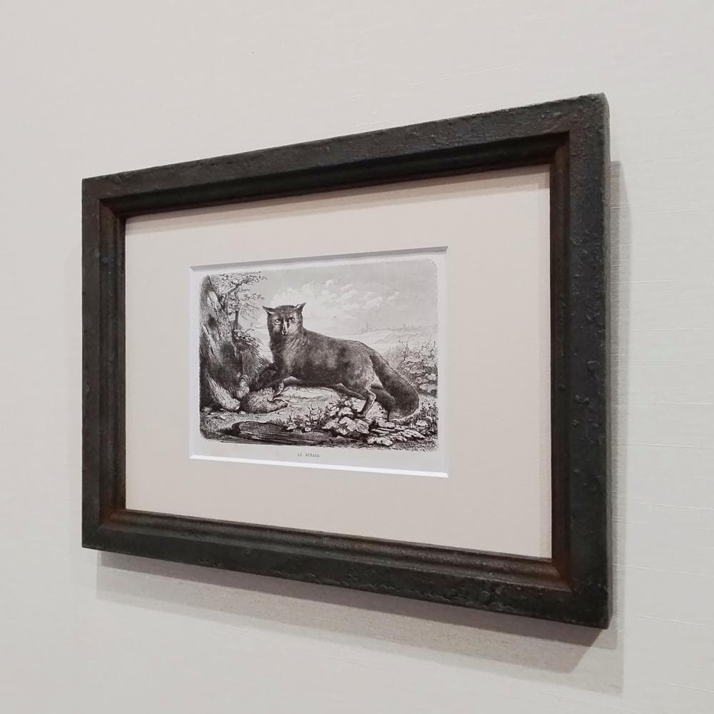 キツネの図版　フランス　アンティーク　版画　1880年　動物　博物画　額縁