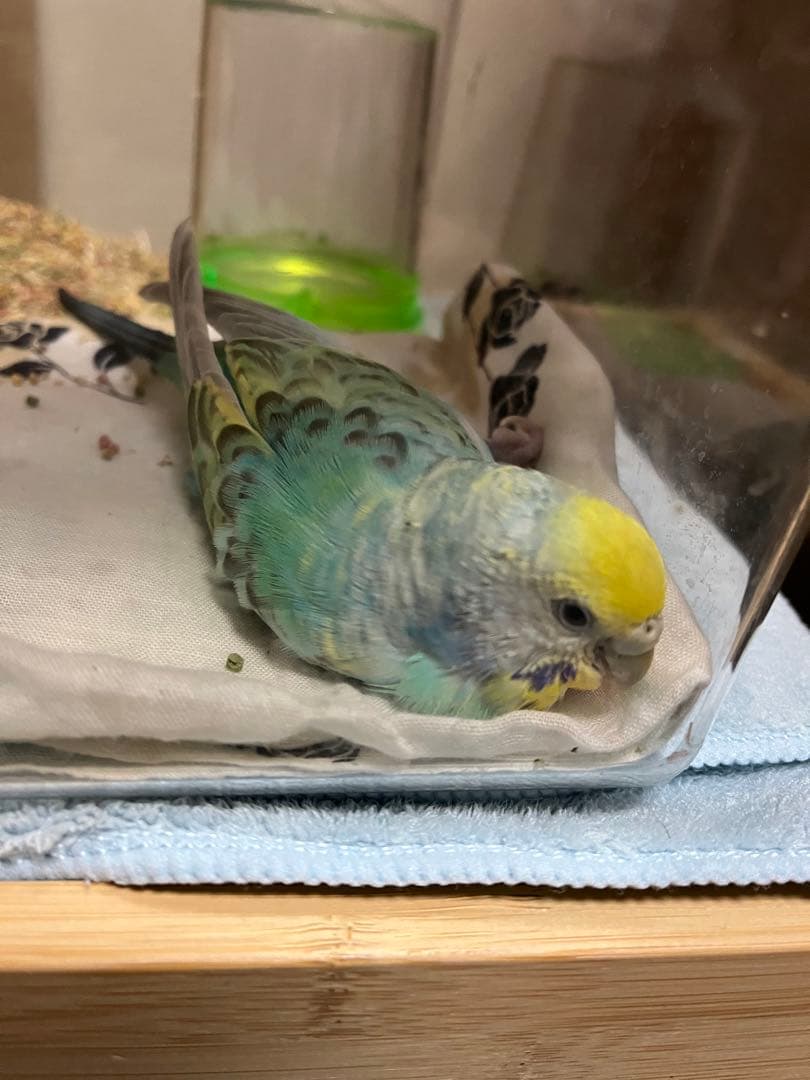 ハッピーびよ