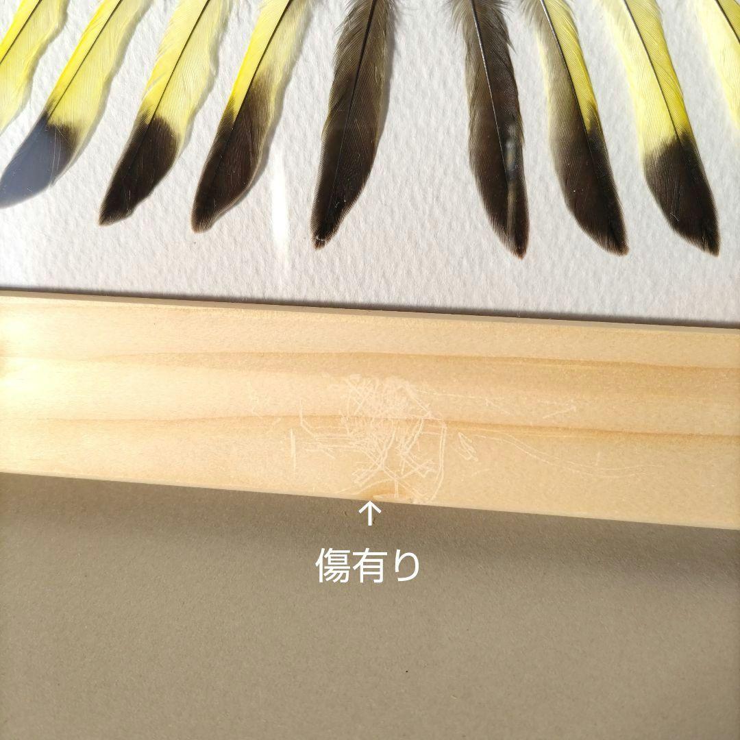 【匿名配送】カワラヒワ 羽根 アートフレーム