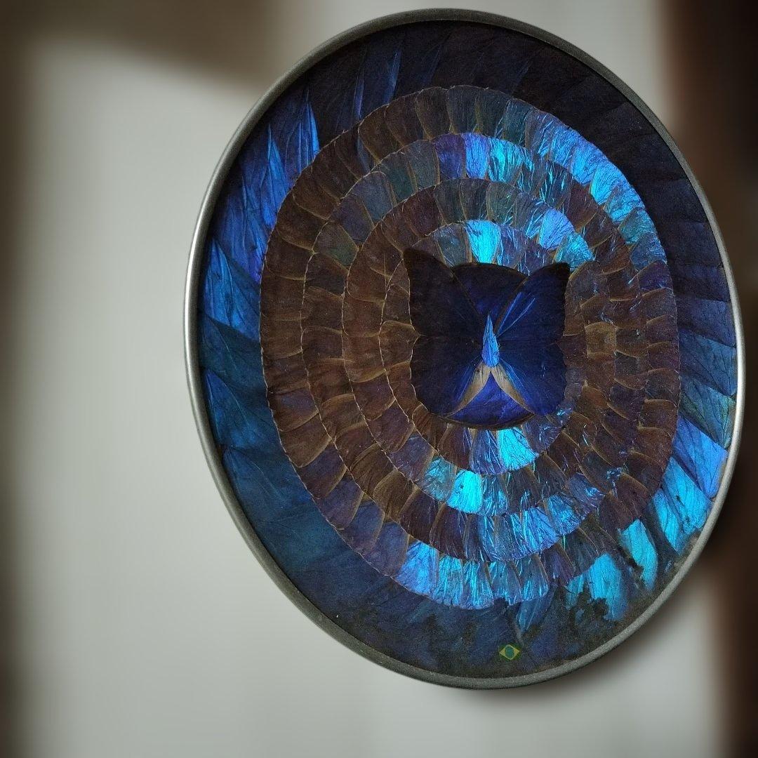 青色の蝶の円形　飾皿　モルフォ蝶