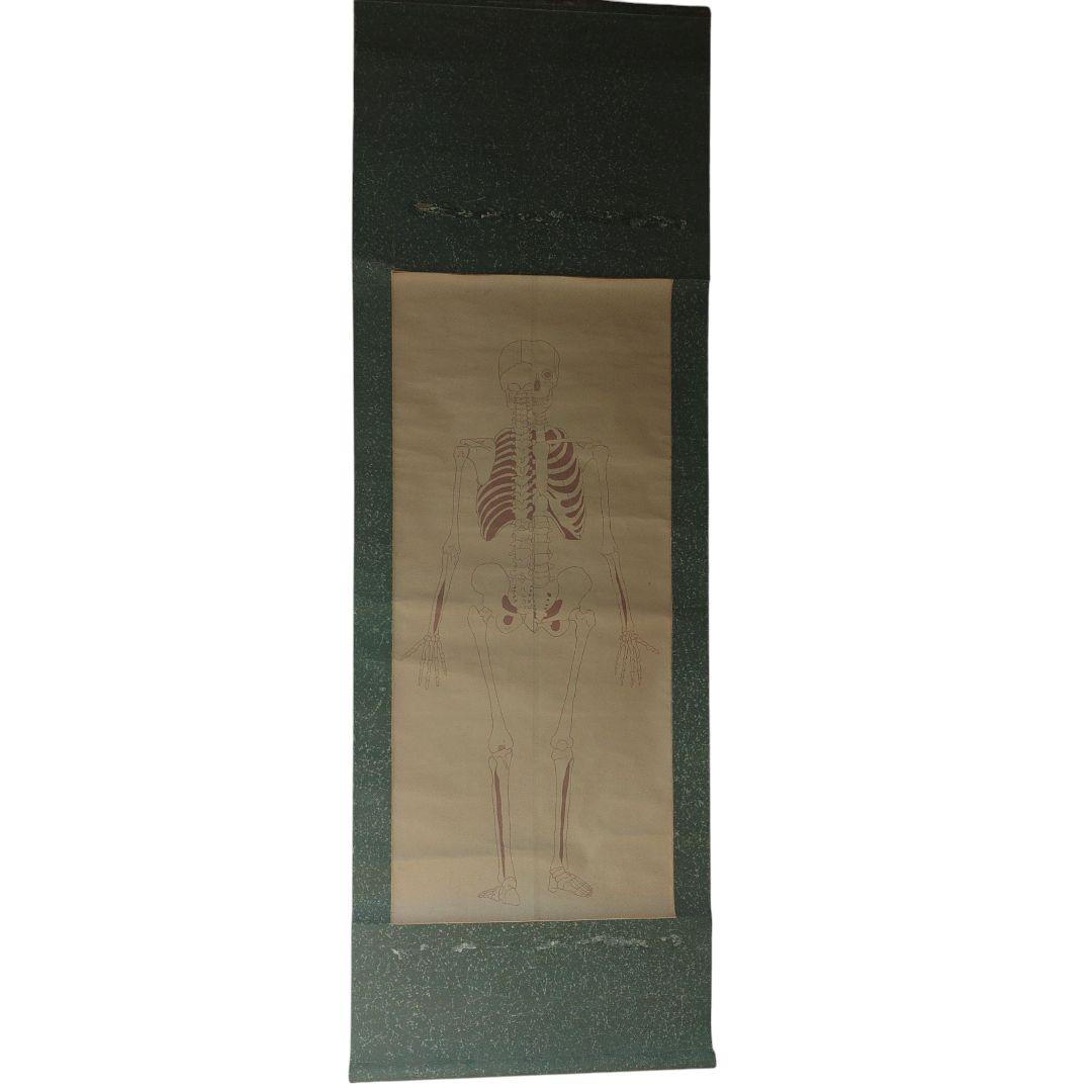 掛軸　紙本　骸骨図　人体構造　教材