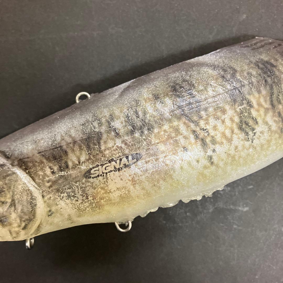 【激レア】　シグナル　カープヘッド　スモールマウス　生カラー