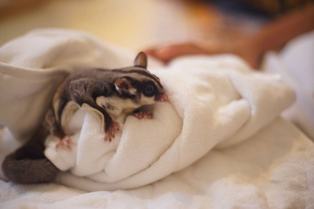 スウィフト・グライダー グレーと白