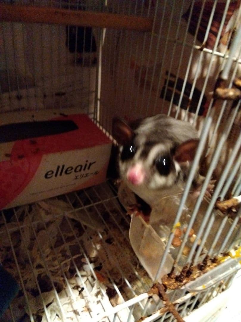 スウィフト・グライダー グレーと白