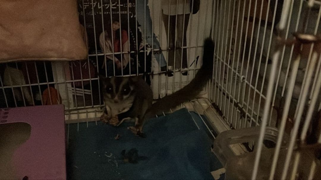 スウィフト・グライダー グレーと白