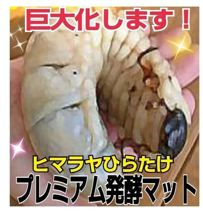 極上！プレミアム発酵カブトムシマット【50L】特殊アミノ酸強化配合！産卵にも抜群
