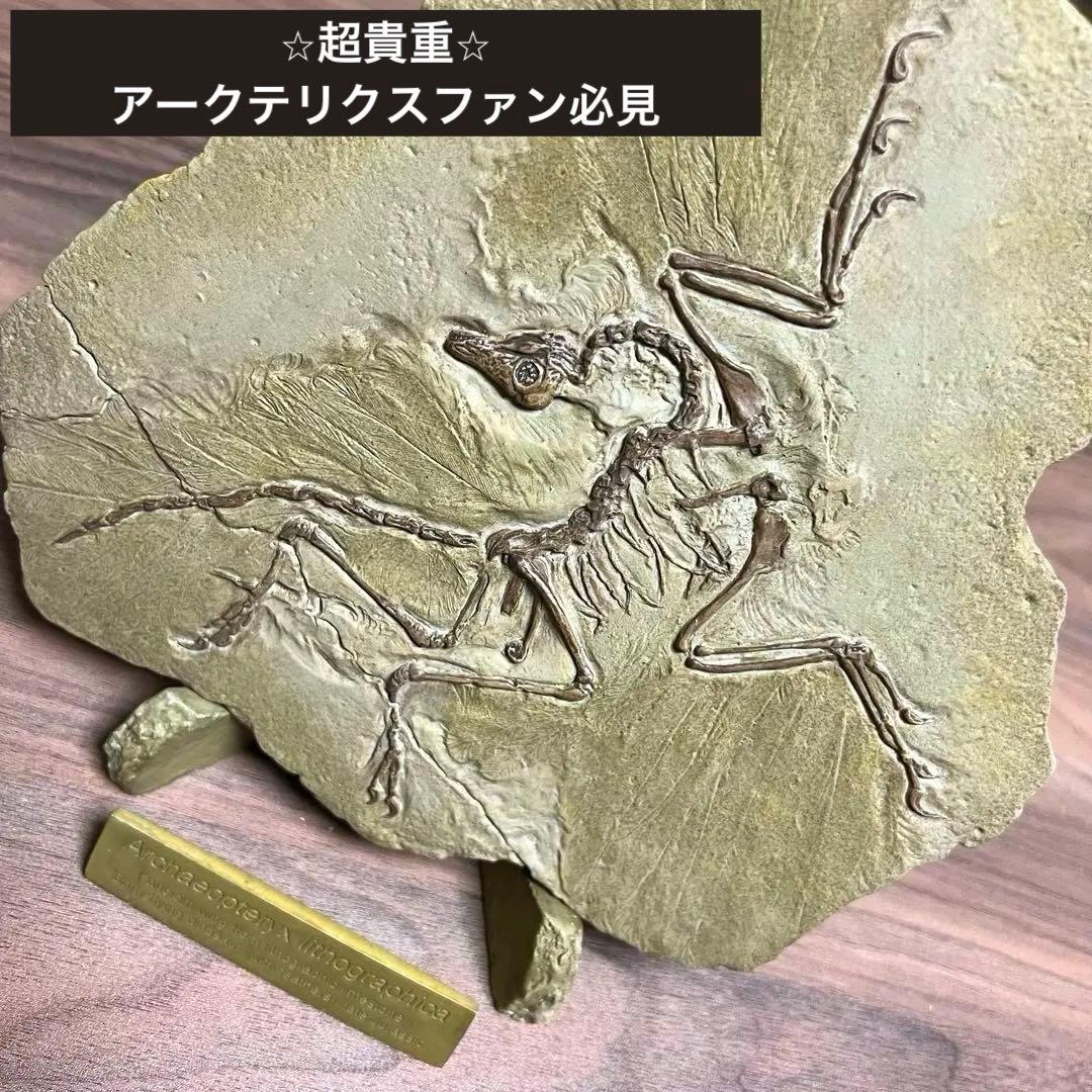 ⭐︎稀少⭐︎ アーケオプテリクス レプリカ
