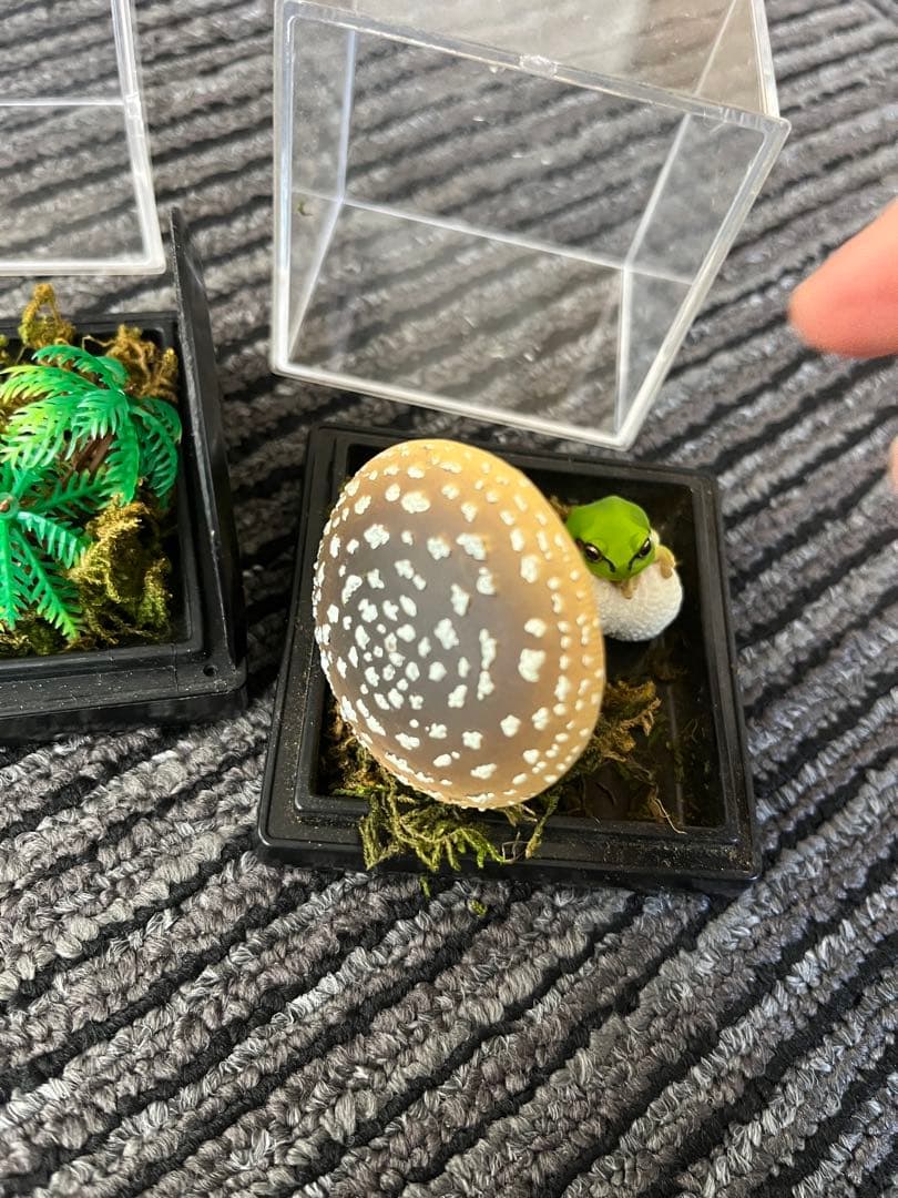 爬虫類　両生類　コレクション