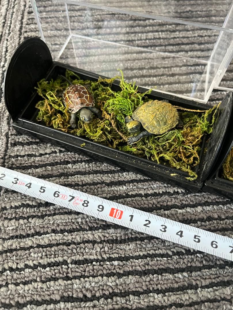 爬虫類　両生類　コレクション