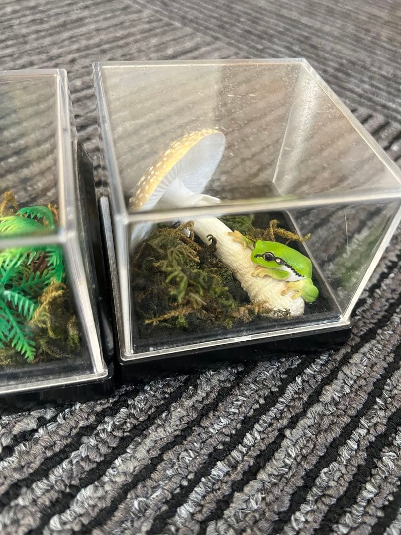 爬虫類　両生類　コレクション