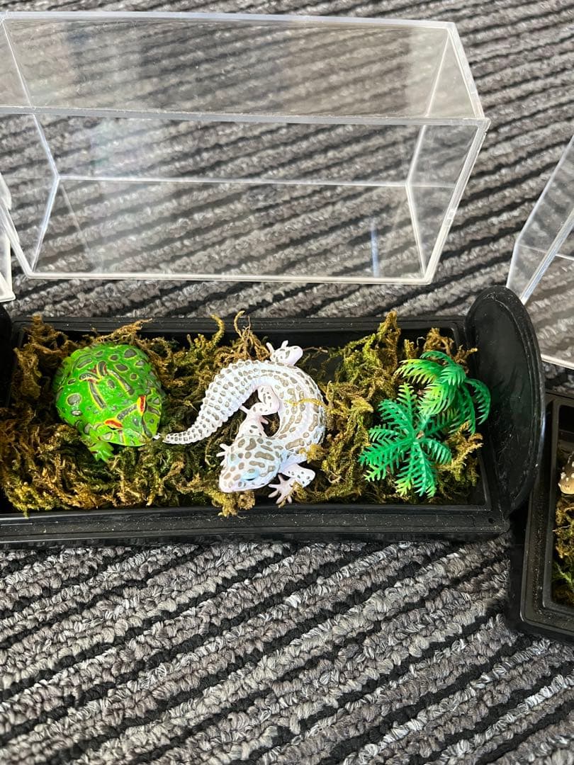 爬虫類　両生類　コレクション