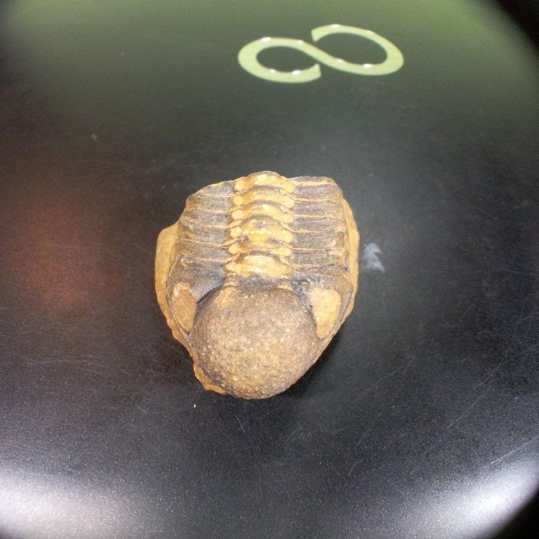 三葉虫　化石　fossil　ボリビア産　トライロバイト　三葉虫個体⑨