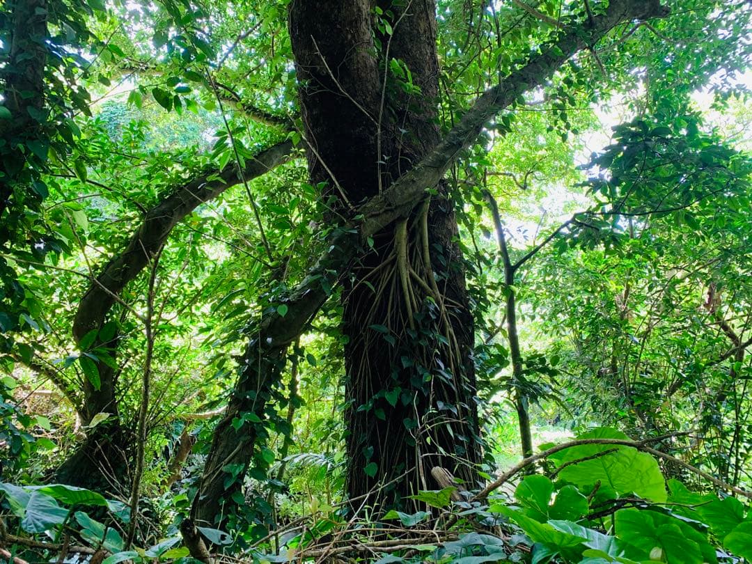【真作一点物】二面造形陶器作品｜神官 村松一樹 × 村上浩次郎 共作|京都半磁器