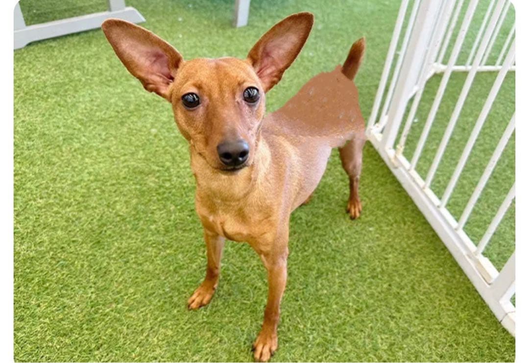 フェルト　ミニチュアピンシャー  Leo クプラウ専様用