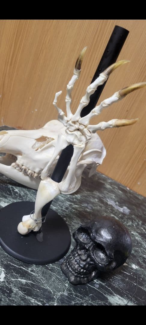 カミツキガメの腕　骨格標本