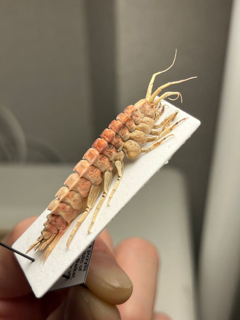 バイカルヨコエビ バイカル湖 標本 ムカデヤスデミリピードセンチピードサソリ