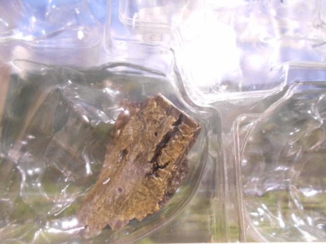 原色日本昆虫図鑑Ⅰ・Ⅱ 箱 フィギュア6点付 YUJIN