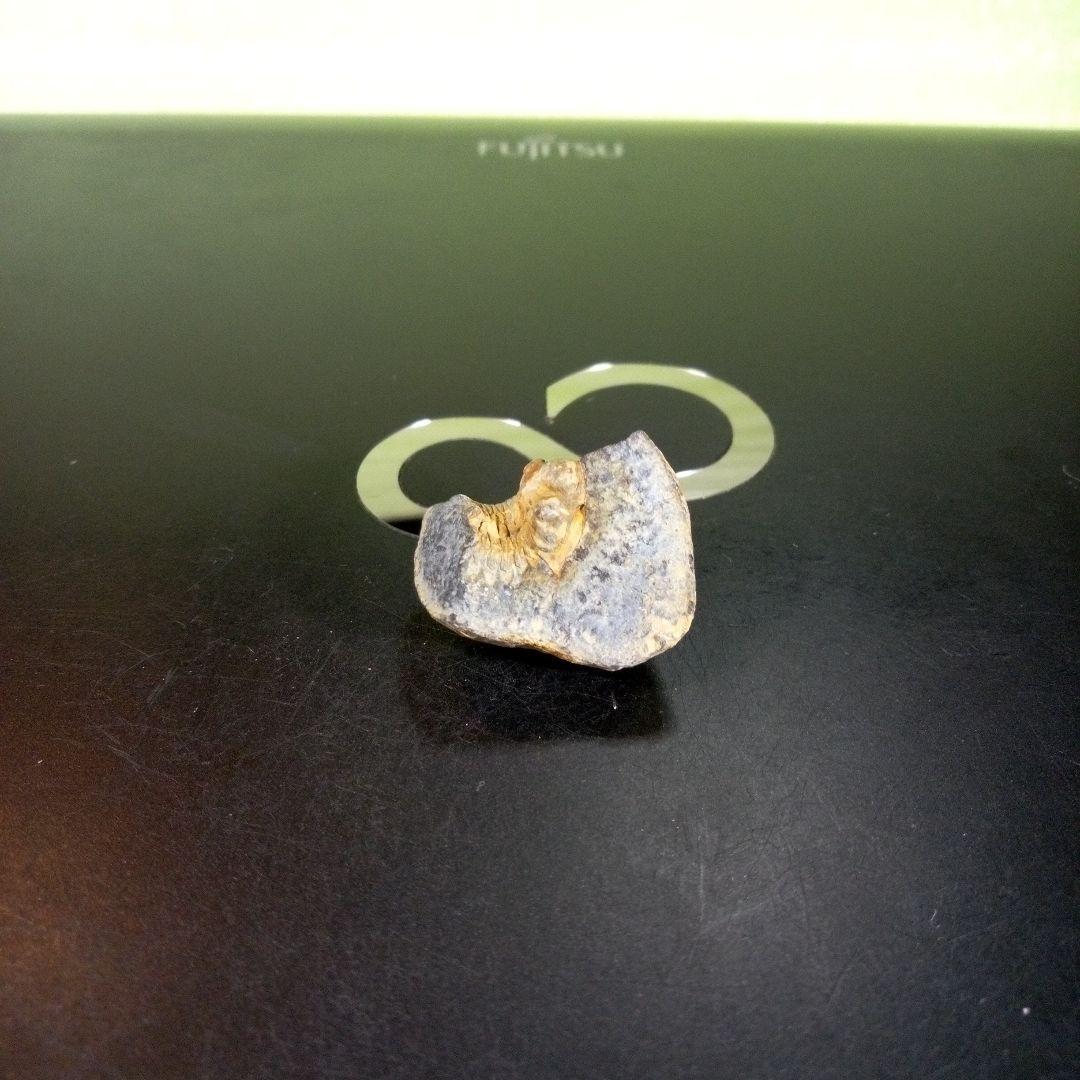三葉虫　化石　fossil　海　ボリビア産　trilobite　海生動物判別⑬