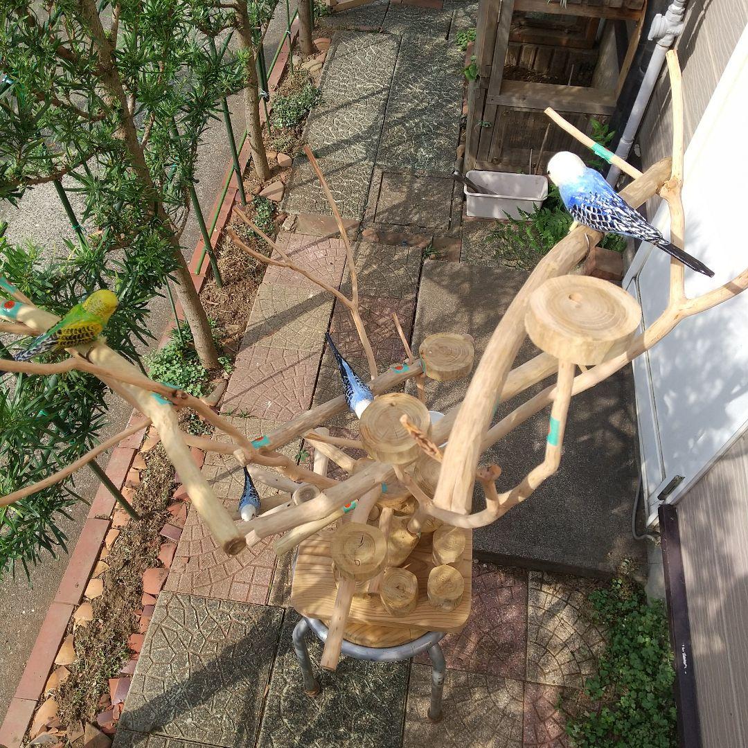 ココア牛乳インコバードアスレチックツリージム楽園シリーズ④