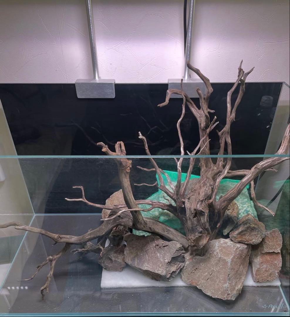 【沈下処理済み】ブラックスマトラブランチウッド