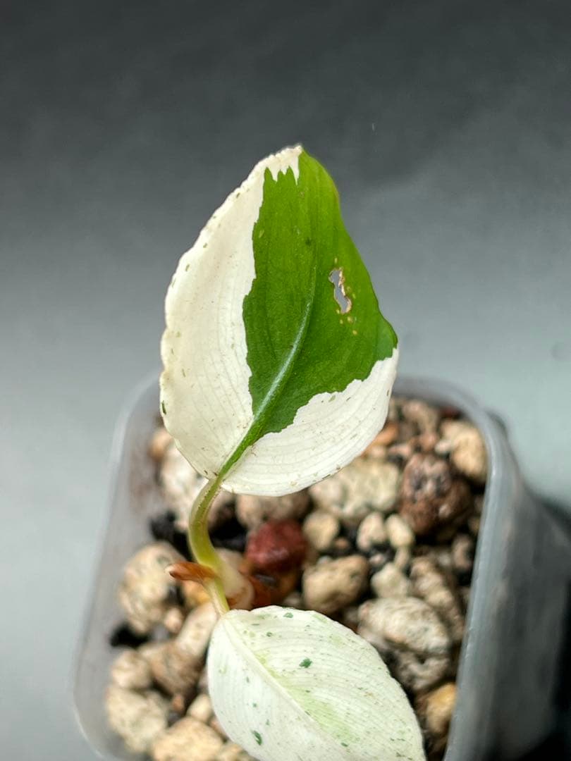 セファランドラ（斑入り株）Bucephalandra Pipto