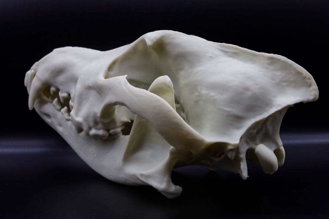 タイリクオオカミ原寸大頭骨模型