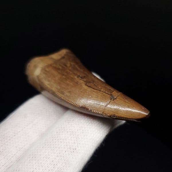 極上 アベリサウルス 歯 本物 化石 恐竜 モロッコ産 mm  fr137