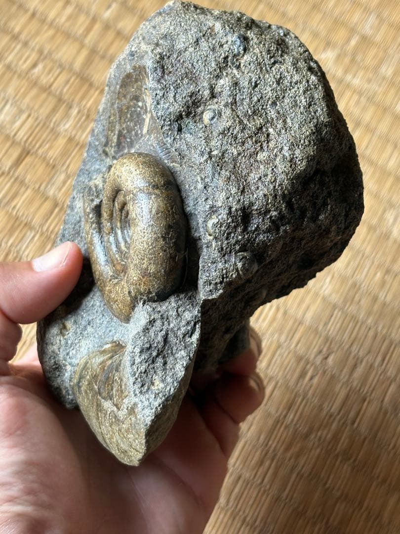 超レア　ゴードリセラス・ハマナカエンセ　化石　アンモナイト