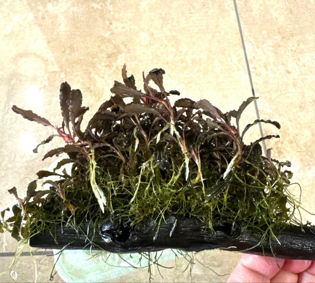 専用ゆうゆうメルカリ便ブセファランドラ クダガン 約３０株くらい