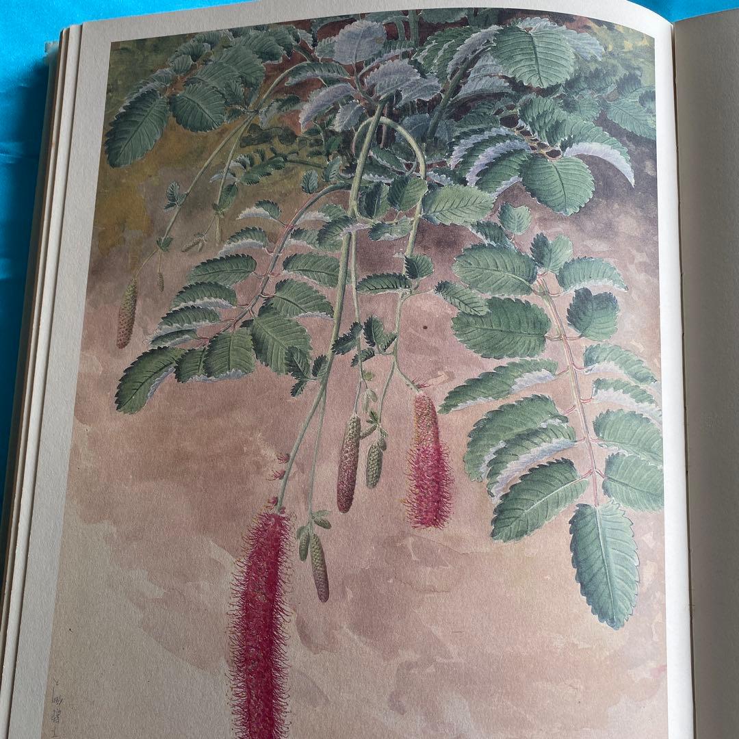 日本山草図譜