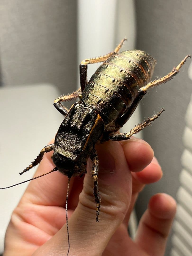 【58mm♂】ヨロイコロギス Bradyporus 標本 リオック